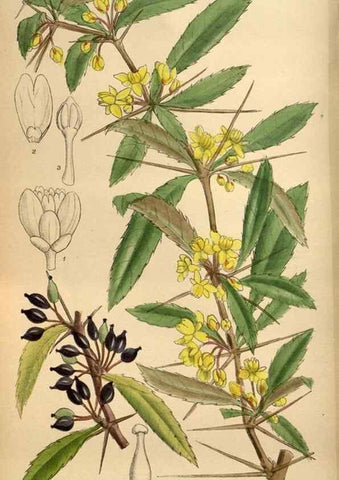 Reproducción/Reproduction 36057992935: Curtis's botanical magazine.. London ; New York [etc.] :Academic Press [etc.]