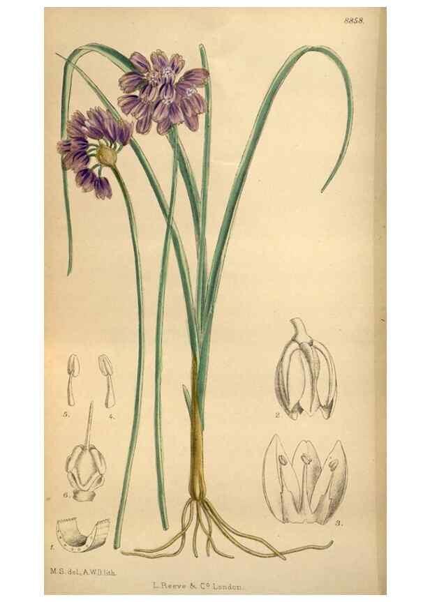 Reproducción/Reproduction 36057994755: Curtis's botanical magazine.. London ; New York [etc.] :Academic Press [etc.]