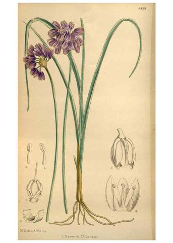 Reproducción/Reproduction 36057994755: Curtis's botanical magazine.. London ; New York [etc.] :Academic Press [etc.]