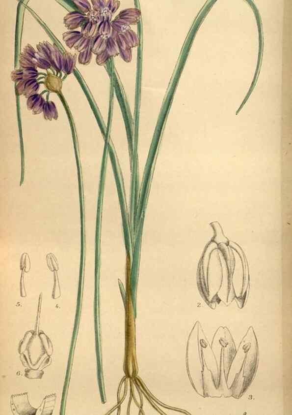 Reproducción/Reproduction 36057994755: Curtis's botanical magazine.. London ; New York [etc.] :Academic Press [etc.]