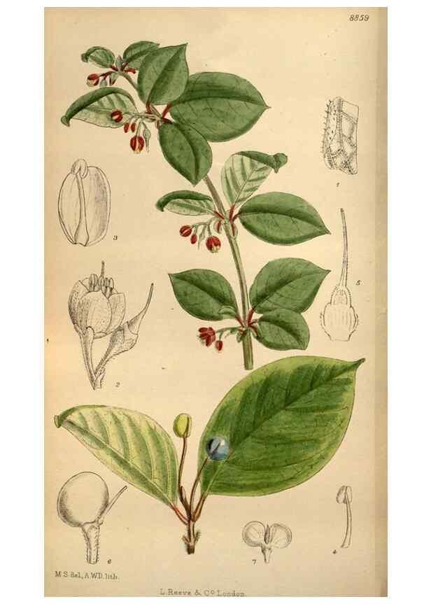 Reproducción/Reproduction 36057996395: Curtis's botanical magazine.. London ; New York [etc.] :Academic Press [etc.]