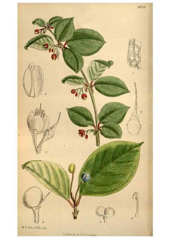 Reproducción/Reproduction 36057996395: Curtis's botanical magazine.. London ; New York [etc.] :Academic Press [etc.]