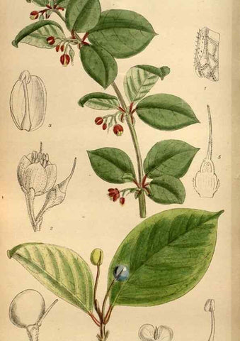 Reproducción/Reproduction 36057996395: Curtis's botanical magazine.. London ; New York [etc.] :Academic Press [etc.]