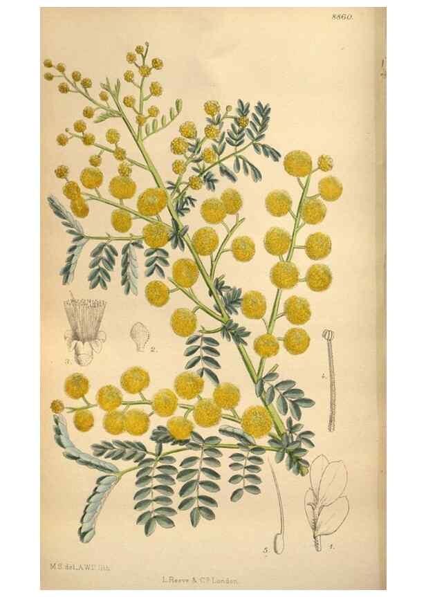 Reproducción/Reproduction 36057998055: Curtis's botanical magazine.. London ; New York [etc.] :Academic Press [etc.]