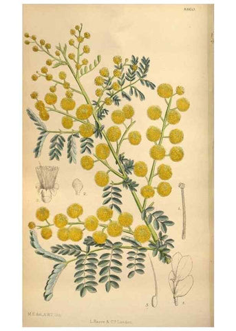 Reproducción/Reproduction 36057998055: Curtis's botanical magazine.. London ; New York [etc.] :Academic Press [etc.]