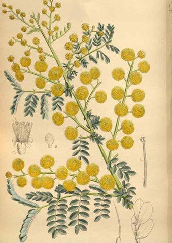 Reproducción/Reproduction 36057998055: Curtis's botanical magazine.. London ; New York [etc.] :Academic Press [etc.]