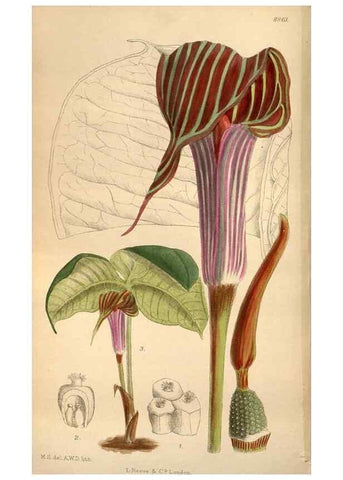 Reproducción/Reproduction 36057999795: Curtis's botanical magazine.. London ; New York [etc.] :Academic Press [etc.]
