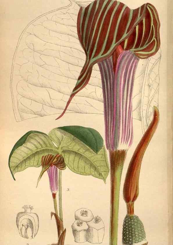 Reproducción/Reproduction 36057999795: Curtis's botanical magazine.. London ; New York [etc.] :Academic Press [etc.]