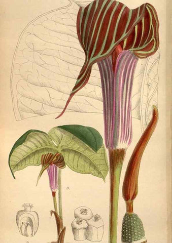 Reproducción/Reproduction 36057999795: Curtis's botanical magazine.. London ; New York [etc.] :Academic Press [etc.]