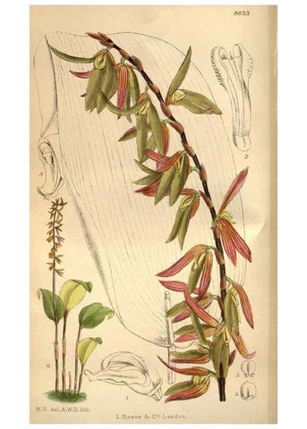 Reproducción/Reproduction 35218360534: Curtis's botanical magazine.. London ; New York [etc.] :Academic Press [etc.]