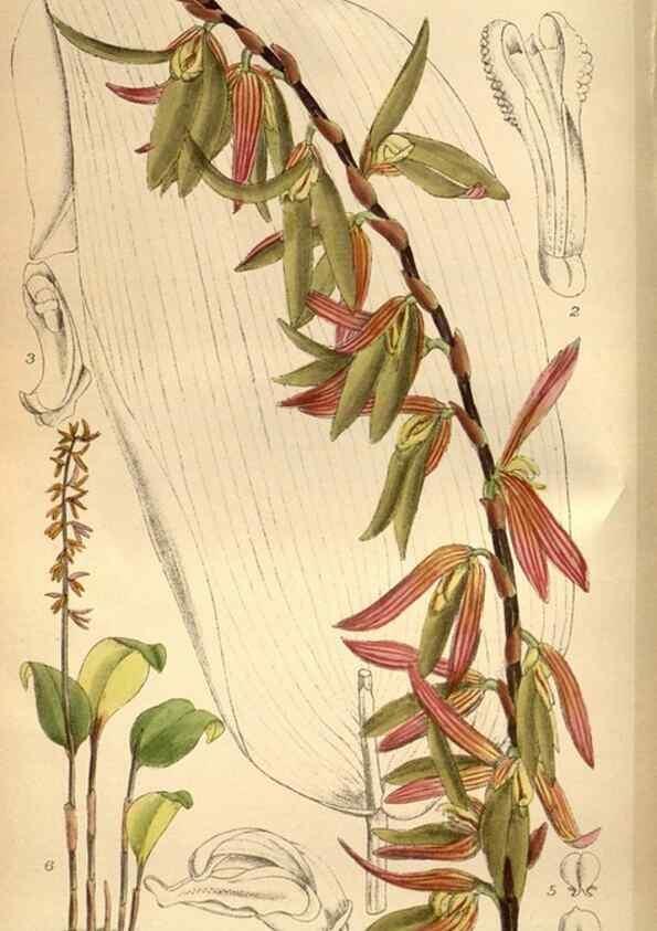 Reproducción/Reproduction 35218360534: Curtis's botanical magazine.. London ; New York [etc.] :Academic Press [etc.]