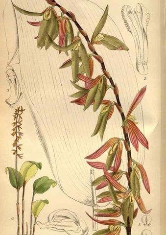 Reproducción/Reproduction 35218360534: Curtis's botanical magazine.. London ; New York [etc.] :Academic Press [etc.]