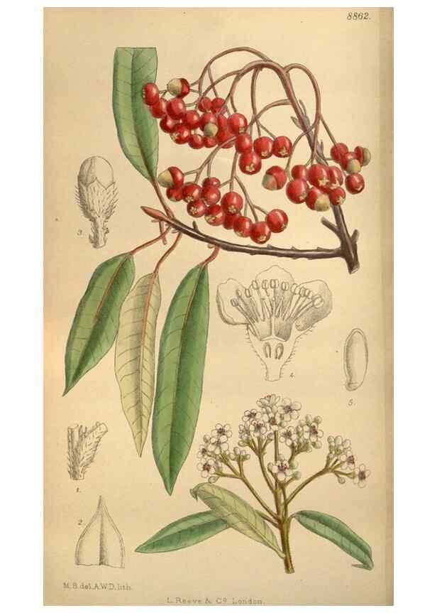 Reproducción/Reproduction 35886717362: Curtis's botanical magazine.. London ; New York [etc.] :Academic Press [etc.]