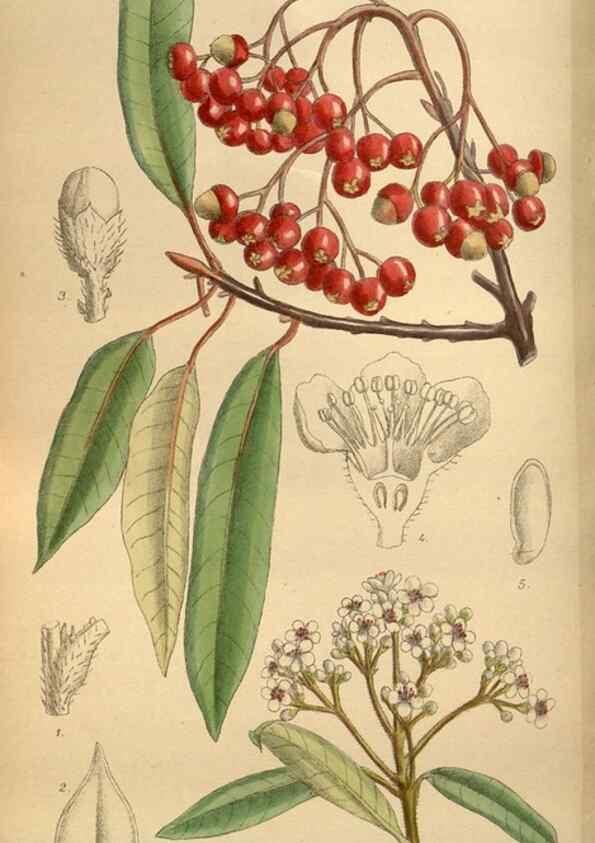 Reproducción/Reproduction 35886717362: Curtis's botanical magazine.. London ; New York [etc.] :Academic Press [etc.]