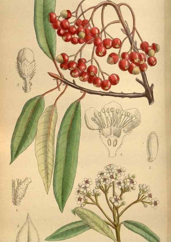 Reproducción/Reproduction 35886717362: Curtis's botanical magazine.. London ; New York [etc.] :Academic Press [etc.]