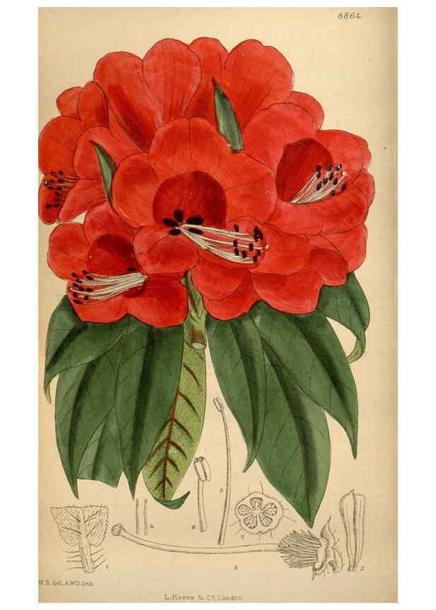 Reproducción/Reproduction 35924817541: Curtis's botanical magazine.. London ; New York [etc.] :Academic Press [etc.]