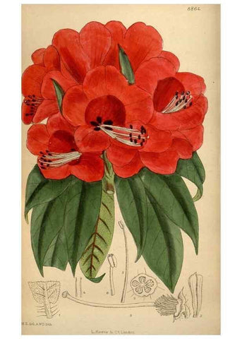 Reproducción/Reproduction 35924817541: Curtis's botanical magazine.. London ; New York [etc.] :Academic Press [etc.]