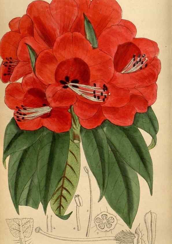 Reproducción/Reproduction 35924817541: Curtis's botanical magazine.. London ; New York [etc.] :Academic Press [etc.]