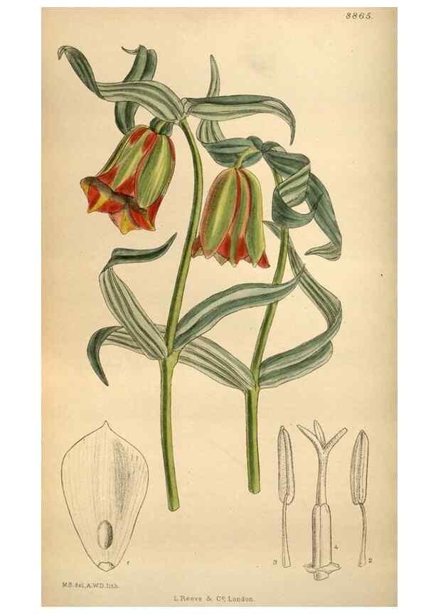 Reproducción/Reproduction 35924819221: Curtis's botanical magazine.. London ; New York [etc.] :Academic Press [etc.]