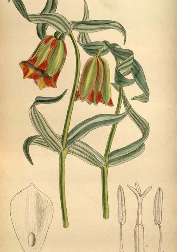 Reproducción/Reproduction 35924819221: Curtis's botanical magazine.. London ; New York [etc.] :Academic Press [etc.]