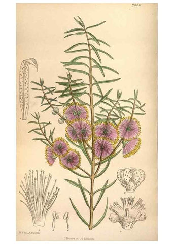 Reproducción/Reproduction 35924821111: Curtis's botanical magazine.. London ; New York [etc.] :Academic Press [etc.]