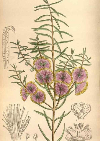 Reproducción/Reproduction 35924821111: Curtis's botanical magazine.. London ; New York [etc.] :Academic Press [etc.]