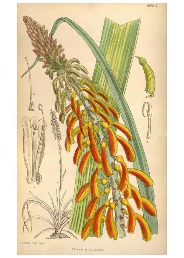 Reproducción/Reproduction 35924822751: Curtis's botanical magazine.. London ; New York [etc.] :Academic Press [etc.]