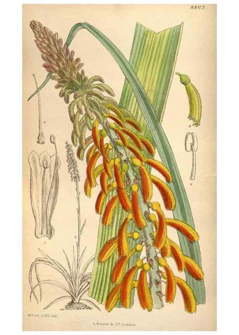 Reproducción/Reproduction 35924822751: Curtis's botanical magazine.. London ; New York [etc.] :Academic Press [etc.]