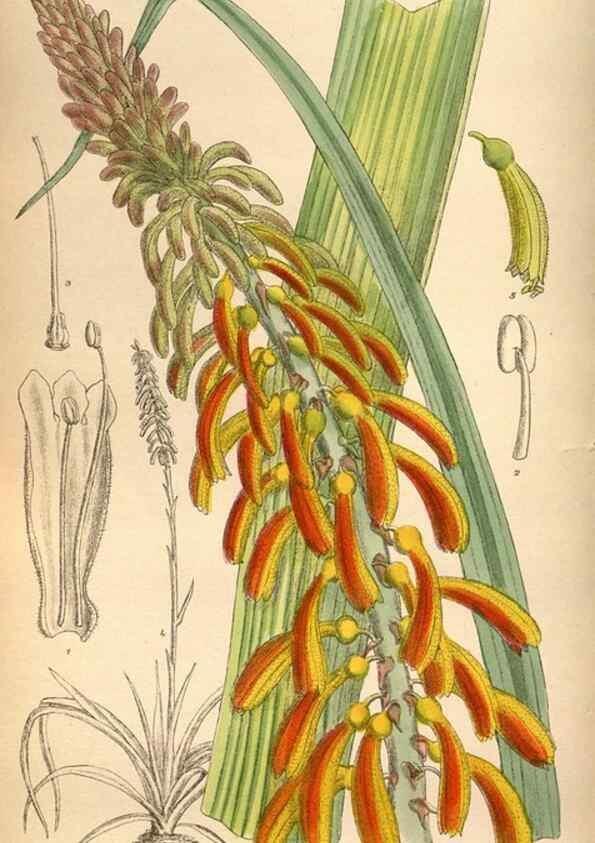 Reproducción/Reproduction 35924822751: Curtis's botanical magazine.. London ; New York [etc.] :Academic Press [etc.]