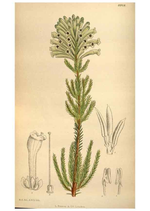 Reproducción/Reproduction 35668312890: Curtis's botanical magazine.. London ; New York [etc.] :Academic Press [etc.]