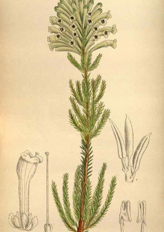 Reproducción/Reproduction 35668312890: Curtis's botanical magazine.. London ; New York [etc.] :Academic Press [etc.]