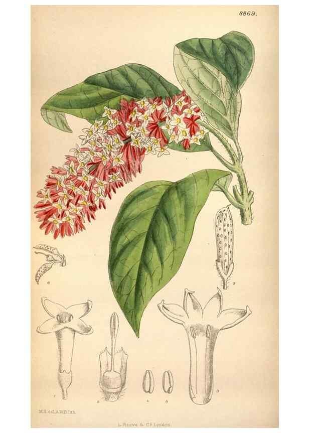 Reproducción/Reproduction 35886732822: Curtis's botanical magazine.. London ; New York [etc.] :Academic Press [etc.]