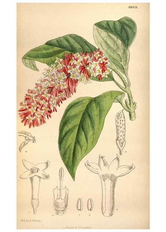 Reproducción/Reproduction 35886732822: Curtis's botanical magazine.. London ; New York [etc.] :Academic Press [etc.]