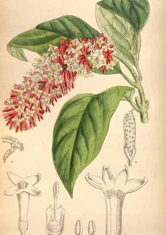 Reproducción/Reproduction 35886732822: Curtis's botanical magazine.. London ; New York [etc.] :Academic Press [etc.]