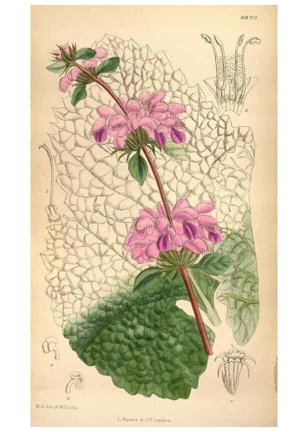 Reproducción/Reproduction 35886733802: Curtis's botanical magazine.. London ; New York [etc.] :Academic Press [etc.]