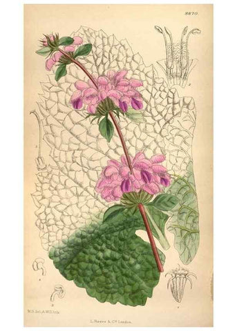 Reproducción/Reproduction 35886733802: Curtis's botanical magazine.. London ; New York [etc.] :Academic Press [etc.]