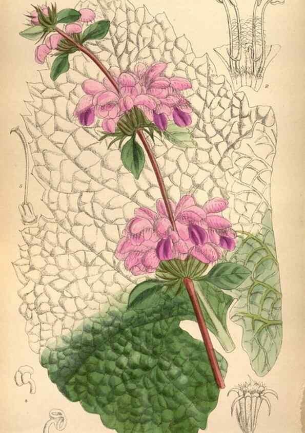 Reproducción/Reproduction 35886733802: Curtis's botanical magazine.. London ; New York [etc.] :Academic Press [etc.]