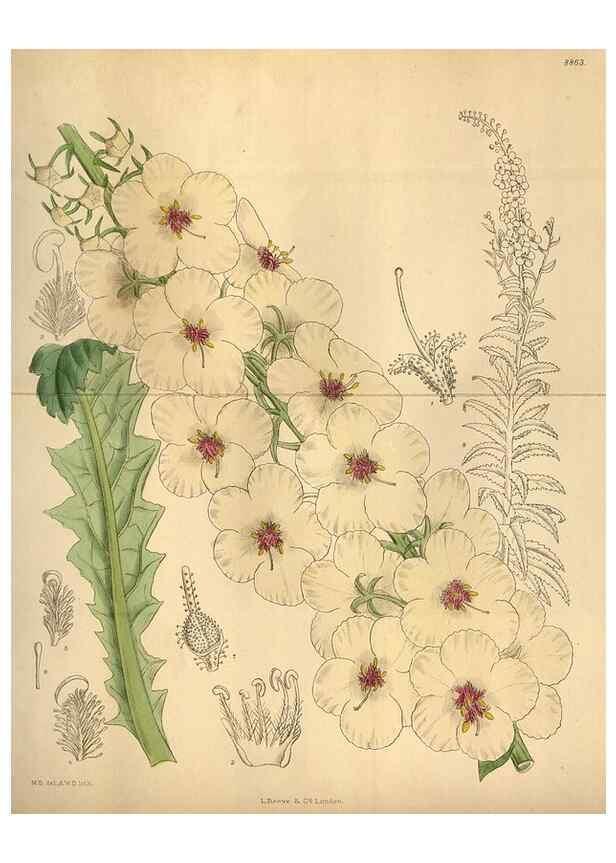 Reproducción/Reproduction 35924815981: Curtis's botanical magazine.. London ; New York [etc.] :Academic Press [etc.]