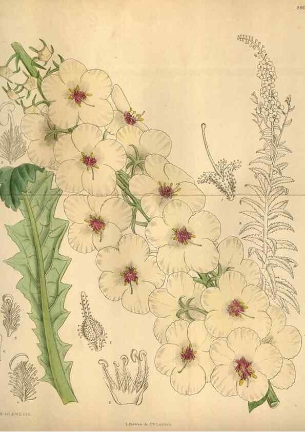 Reproducción/Reproduction 35924815981: Curtis's botanical magazine.. London ; New York [etc.] :Academic Press [etc.]