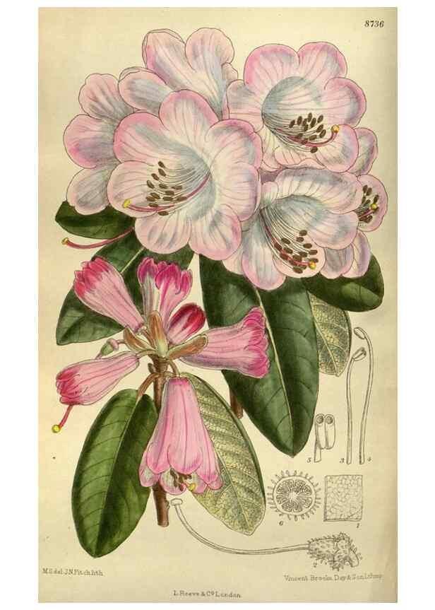 Reproducción/Reproduction 35885954182: Curtis's botanical magazine.. London ; New York [etc.] :Academic Press [etc.]