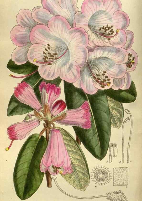 Reproducción/Reproduction 35885954182: Curtis's botanical magazine.. London ; New York [etc.] :Academic Press [etc.]