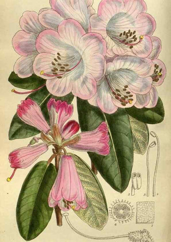 Reproducción/Reproduction 35885954182: Curtis's botanical magazine.. London ; New York [etc.] :Academic Press [etc.]