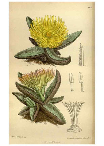 Reproducción/Reproduction 35218228864: Curtis's botanical magazine.. London ; New York [etc.] :Academic Press [etc.]