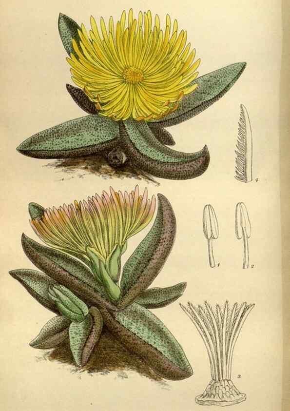 Reproducción/Reproduction 35218228864: Curtis's botanical magazine.. London ; New York [etc.] :Academic Press [etc.]