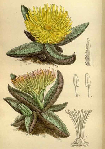 Reproducción/Reproduction 35218228864: Curtis's botanical magazine.. London ; New York [etc.] :Academic Press [etc.]