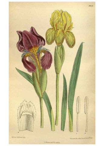 Reproducción/Reproduction 35218223874: Curtis's botanical magazine.. London ; New York [etc.] :Academic Press [etc.]