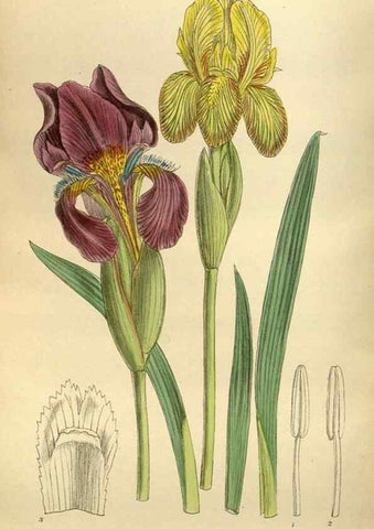 Reproducción/Reproduction 35218223874: Curtis's botanical magazine.. London ; New York [etc.] :Academic Press [etc.]