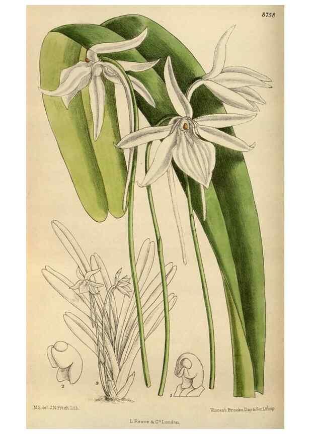 Reproducción/Reproduction 35668003790: Curtis's botanical magazine.. London ; New York [etc.] :Academic Press [etc.]