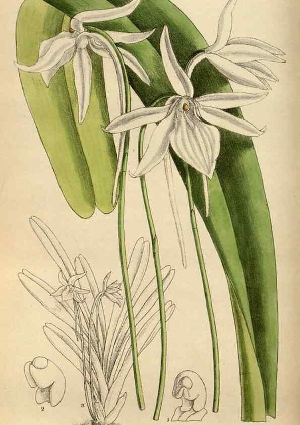 Reproducción/Reproduction 35668003790: Curtis's botanical magazine.. London ; New York [etc.] :Academic Press [etc.]