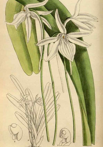 Reproducción/Reproduction 35668003790: Curtis's botanical magazine.. London ; New York [etc.] :Academic Press [etc.]